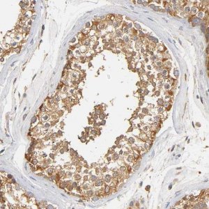 Anti-SCAP antibody produced in rabbit 