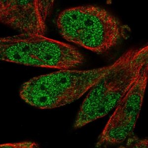 Anti-SCAPER antibody produced in rabbit 