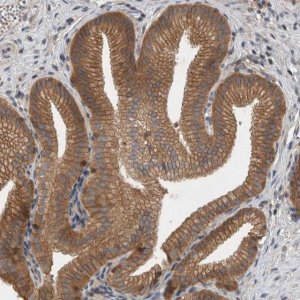 Anti-SCARA5 antibody produced in rabbit 