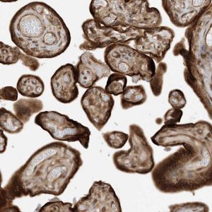 Anti-SCARF2 antibody produced in rabbit 