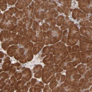 Anti-SCFD1 antibody produced in rabbit HPA003579-100UL