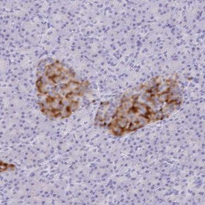 Anti-SCG3 antibody produced in rabbit 