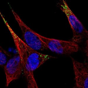 Anti-SCG3 antibody produced in rabbit 