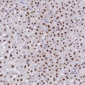 Anti-SCLY antibody produced in rabbit HPA055760-100UL