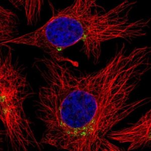 Anti-SCLY antibody produced in rabbit HPA055760-100UL