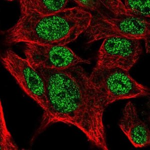Anti-SCMH1 antibody produced in rabbit 