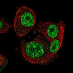 Anti-SCML1 antibody produced in rabbit 