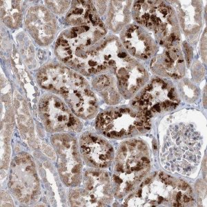 Anti-SCN11A antibody produced in rabbit 