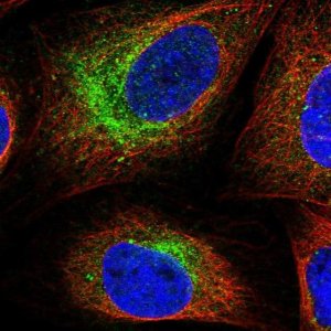 Anti-SCN3B antibody produced in rabbit 