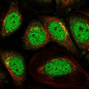 Anti-SCOC antibody produced in rabbit 