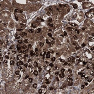 Anti-SCRN3 antibody produced in rabbit 