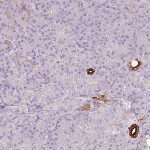 Anti-SCTR antibody produced in rabbit 