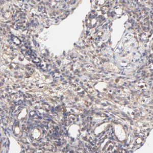Anti-SCUBE1 antibody produced in rabbit 