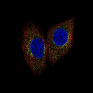 Anti-SCYL1 antibody produced in rabbit 