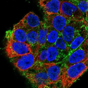 Anti-SDC2 antibody produced in rabbit 