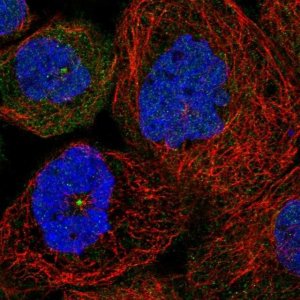 Anti-SDCCAG8 antibody produced in rabbit 
