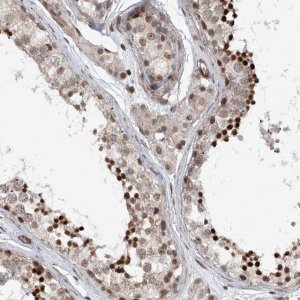 Anti-SDE2 antibody produced in rabbit 