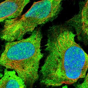 Anti-SDE2 antibody produced in rabbit 
