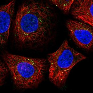 Anti-SDF2 antibody produced in rabbit 