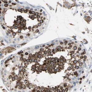 Anti-SDF2L1 antibody produced in rabbit 
