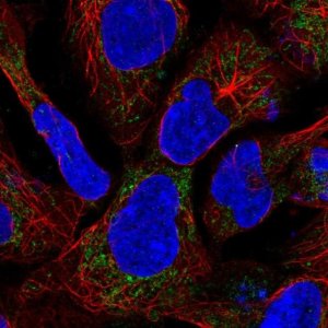 Anti-SDHAF1 antibody produced in rabbit 