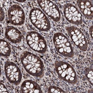 Anti-SDHAF2 antibody produced in rabbit 