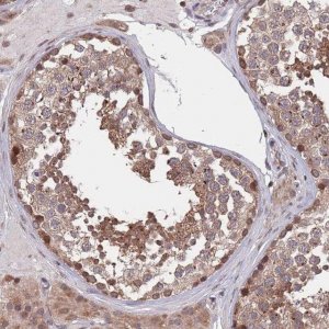 Anti-SDHAF3 antibody produced in rabbit 