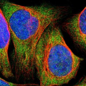 Anti-SDK1 antibody produced in rabbit 