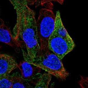 Anti-SDPR antibody produced in rabbit 