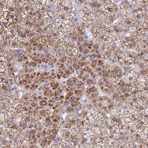 Anti-SDR39U1 antibody produced in rabbit 