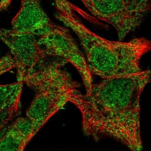 Anti-SDR39U1 antibody produced in rabbit 