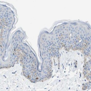 Anti-SDR42E1 antibody produced in rabbit 