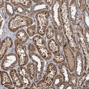 Anti-SDS antibody produced in rabbit 