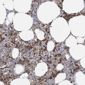 Anti-SEBOX antibody produced in rabbit 