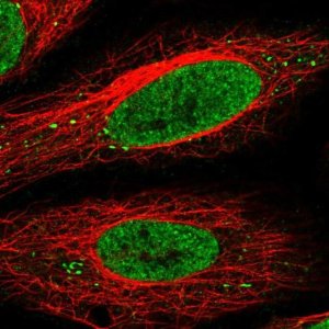 Anti-SEC13 antibody produced in rabbit 