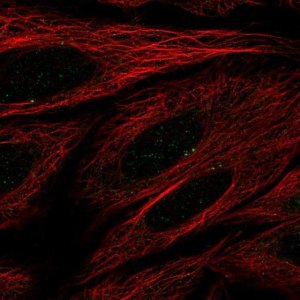 Anti-SEC14L4 antibody produced in rabbit 