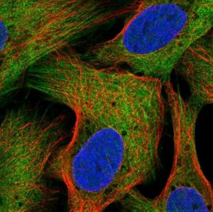 Anti-SEC16B antibody produced in rabbit 