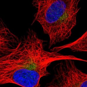 Anti-SEC22C antibody produced in rabbit 