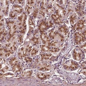 Anti-SEC23B antibody produced in rabbit 