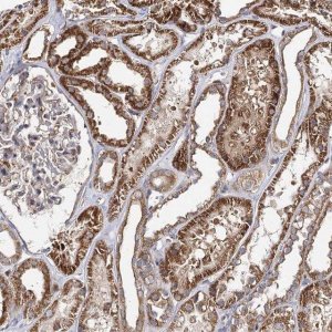 Anti-SEC24B antibody produced in rabbit 