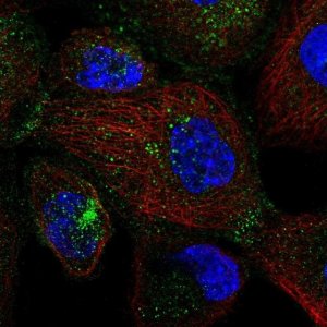 Anti-SEC24D antibody produced in rabbit 