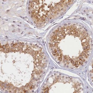 Anti-SEC31B antibody produced in rabbit 