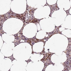 Anti-SECTM1 antibody produced in rabbit 