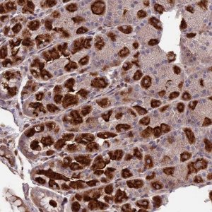 Anti-SEH1L antibody produced in rabbit 