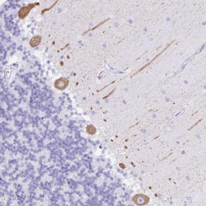 Anti-SEL1L2 antibody produced in rabbit 