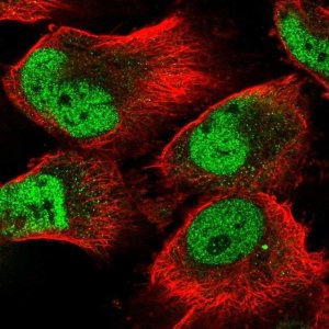 Anti-SEL1L3 antibody produced in rabbit 