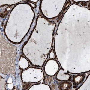 Anti-SELENOM antibody produced in rabbit 