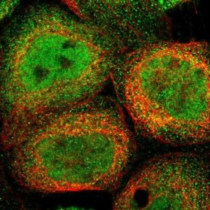 Anti-SELENOM antibody produced in rabbit 
