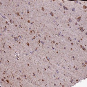 Anti-SELENOT antibody produced in rabbit 
