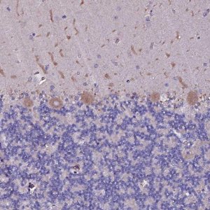 Anti-SELENOT antibody produced in rabbit 